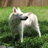 jeevesdog